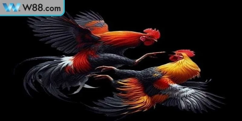 Lý do mẹo đá gà theo phong cách riêng rất quan trọng